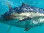 Tuna-Sirip-Biru.jpg
