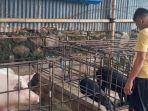 Us-Nogor-saat-sedang-membersihkan-kadang-babi-miliknya.jpg