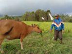 apin-doduk-warga-karot-manggarai-keluhkan-pembeli-sapi-kurang-dan-harga-jual-sapi-menurun-drastis.jpg