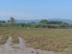 areal-persawahan-di-desa-tonggurambang-nagekeo-terendam-banjir.jpg