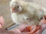 ayam-kaki-4-pria-di-bali-ini-miliki-anak-ayam-memiliki-kaki-4.jpg