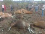 breaking-news-14-ekor-sapi-di-bolok-kupang-tewas-disambar-petir.jpg