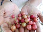 buah-kersen-5.jpg