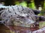 buaya-muara.jpg