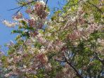 bunga-sakura_20180922_110246.jpg