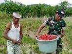cabai-panen-satgas-pamtas-pos-fohoeka.jpg