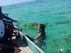foto-petani-rumput-laut-di-kecamatan-rote-barat-daya.jpg