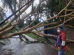 hujan-disertai-angin-kencang-di-kota-kupang-pohon-tumbang-tutup-lalulintas-kondisi-terkini.jpg