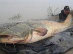 ikan-lele-raksasa-268-meter.jpg
