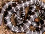 inilah-vermicella-parscauda-spesies-baru-ular-berbisa.jpg