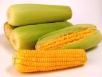 jagung-hibrida_20160819_012610.jpg