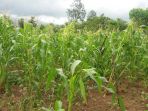 jagung_20180130_180646.jpg