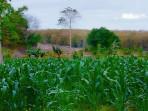 kebun-jagung-di-sanggaoen.jpg