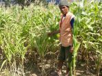 kebun-jagung-milik-yosep-bau-mali_20180211_212917.jpg