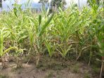 kebun-jagung_20180213_104459.jpg