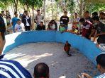 kegitan-sabung-ayam-dengan-tajuk-kontes-batotok.jpg