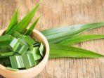 khasiat-rebusan-daun-pandan-untuk-tubuh.jpg