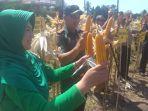 kodin-1602-ende-panen-jagung.jpg