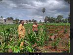 kondisi-lahan-kebun-jagung-milik-petani.jpg