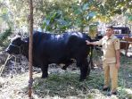 kontes-sapi_20180508_185349.jpg