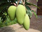 manfaat-buah-mangga-muda-untuk-kesehatan.jpg