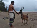 memberi-makan-rusa-di-pulau-menipo-kupang-ntt.jpg