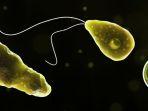 naegleria-fowleri-penyebab-penyakit-meningitis-parasit-cdc-us.jpg