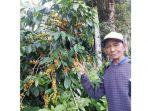 nasib-petani-kopi-tak-seharum-kopi-flores.jpg