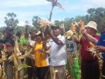 panen-jagung-hibrida_20171117_144745.jpg