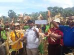 panen-jagung-hibrida_20171117_192732.jpg