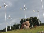 pembangkit-listrik-tenaga-angin-di-sumba-timur_20170320_232418.jpg