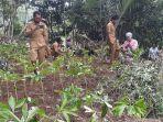 pemerintah-desa-golo-damu-proaktif-turun-ke-lahan-mendukung-warga-tanam-porang.jpg