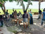 pemerintah-desa-siru-manggarai-barat-tertibkan-ternak-kambing-yang-berkeliaran-bebas.jpg