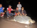 penyu-hijau-berukuran-panjang-140-centimeter_20180413_173900.jpg