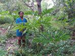 petani-porang-di-desa-fatubaa-kecamatan-tasifeto-timur.jpg