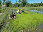 petani-sawah-di-lambanapu-kecamatan-kambera.jpg