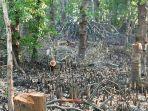 pohon-bakau-di-wailolong-lembata.jpg