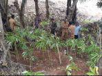 pohon-porang-di-desa-golo-damu.jpg