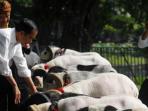 presiden-joko-widodo-saat-melihat-domba-garut_20160827_175716.jpg
