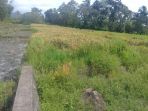 salah-satu-bagian-lahan-sawah-irigasi-di-lembor-selatan_20180302_130741.jpg