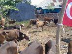 sapi-bantuan-Turki.jpg