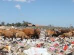sapi-makan-sampah-di-kupang_20150719_201936.jpg