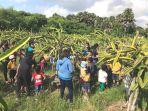 siswa-tk-charis-sumba-saat-belajar-berkebun.jpg