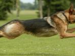 star-anjing-jenis-alsatian-atau-gembala-jerman_20160508_230139.jpg