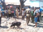 suasana-saat-operasi-gabungan-mengecek-skkh-di-kota-mbay-kabupaten-nagekeo_20180908_160519.jpg