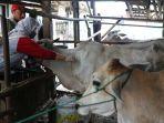 suntik-vaksin-Sapi_0003.jpg