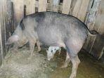 ternak-babi-milik-warga-kabupaten-kupang.jpg