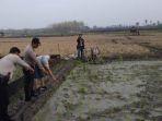 tersengat-listrik-di-sawah.jpg