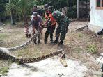 ular-raksasa-6-meter-diamankan-warga-ace-singkil.jpg