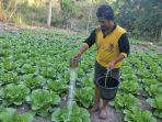 yance-tara-ama-petani-sayur-di-desa-matawai-torung-sumba-timur-raup-omzet-hingga-jutaan-rupiah.jpg
